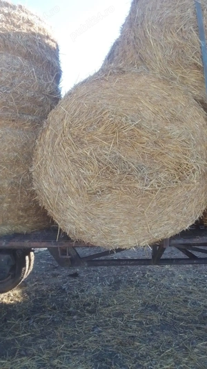 Baloti  rotunzi paie de grau 70  buc