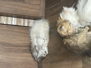 Vând 3 pui pisici persane 3 luni vaccinați .  - imagine 2 Vând 3 pui pisici persane 3 luni vaccinați .  - imagine 2