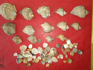 Jucarii  Melci si scoici pentru acvarii