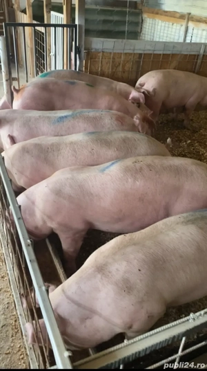 De vanzare porci  - imagine 3 De vanzare porci  - imagine 3