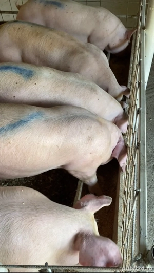 De vanzare porci  - imagine 4 De vanzare porci  - imagine 4