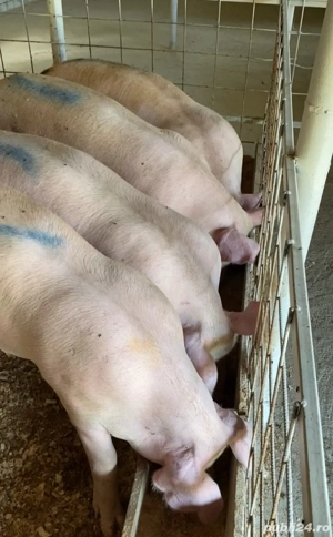 De vanzare porci 