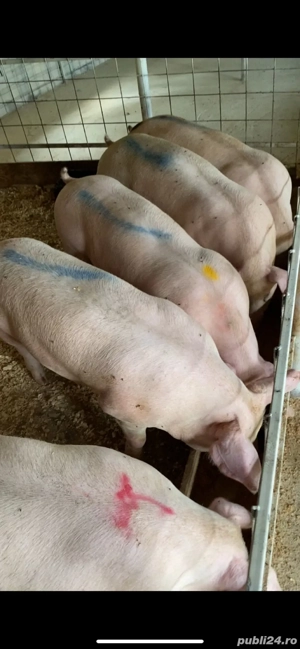 De vanzare porci  - imagine 2 De vanzare porci  - imagine 2