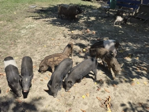 Purcei Mangalița și metiși