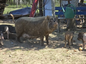 Purcei Mangalița și metiși - imagine 3