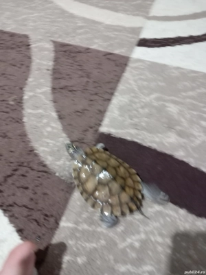 Broasca țestoasă  - imagine 2 Broasca țestoasă  - imagine 2