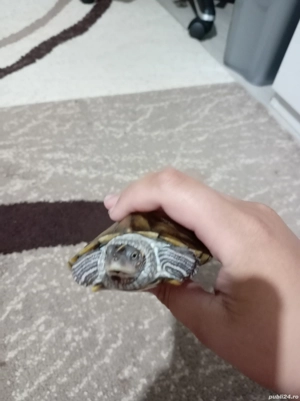 Broasca țestoasă  - imagine 3 Broasca țestoasă  - imagine 3