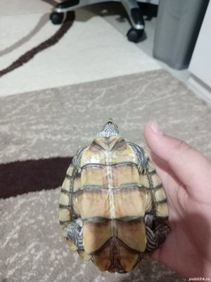 Broasca țestoasă  - imagine 4 Broasca țestoasă  - imagine 4