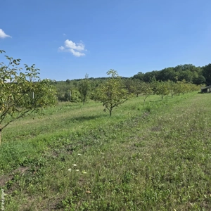 Vand livada nuci - imagine 2