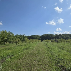 Vand livada nuci - imagine 3