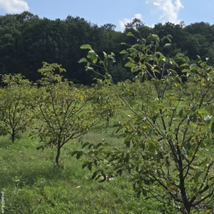 Vand livada nuci - imagine 4