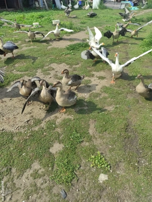 gaste românești 2025