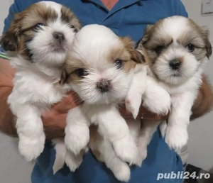 Bichon Havanez talie mica  - imagine 2