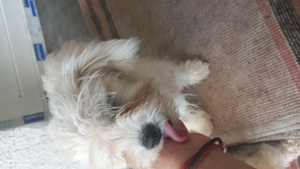 Bishon maltez de 5 luni