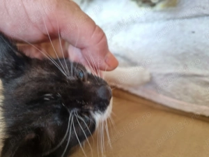 Donez pisici alb-negru si tigri - imagine 3