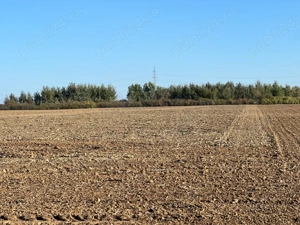 Teren extravilan 15500 mp  Mosnita Noua - 16 Euro mp (negociabil) - imagine 3