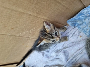 Donez pisici alb-negru si tigri - imagine 4