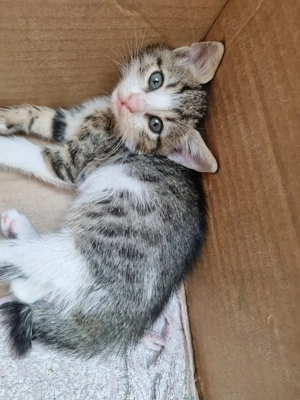 Donez pisici alb-negru si tigri - imagine 2