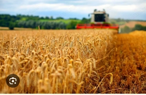 Vânzare Teren agricol 10 h 9.000 euro ha