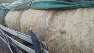 Baloti de vanzare - imagine 2