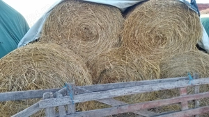 Baloti de vanzare - imagine 3