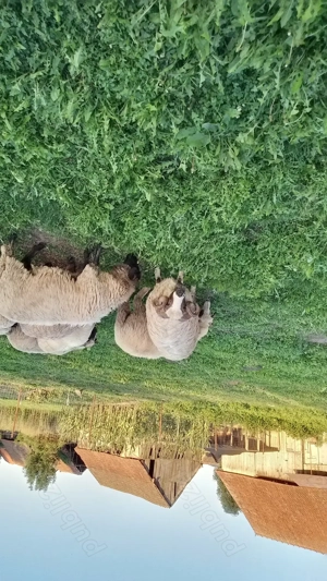 Animale domestice - imagine 2