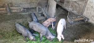 porci de vânzare  - imagine 2