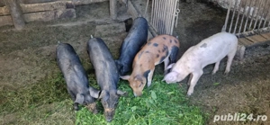 porci de vânzare 