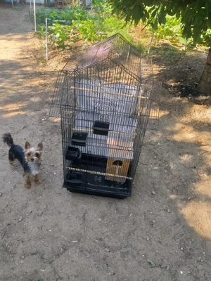 Voliera pentru iubitorii de pasari exotice - imagine 2