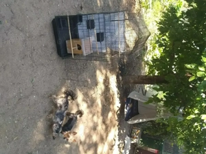 Voliera pentru iubitorii de pasari exotice - imagine 4