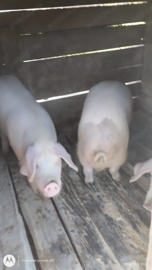 Vand porci crescuti bio