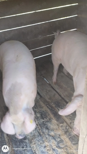 Vand porci pentru sacrificat