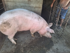 Porc de vanzare - imagine 5 Porc de vanzare - imagine 5