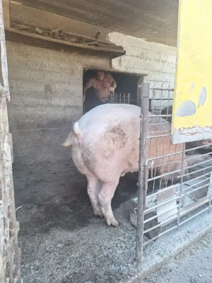 Porc de vanzare - imagine 3 Porc de vanzare - imagine 3
