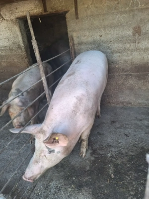 Porc de vanzare - imagine 4 Porc de vanzare - imagine 4