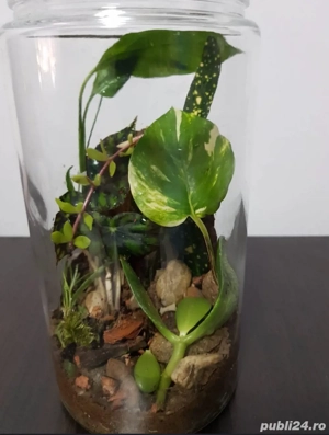 Terariu plante naturale - imagine 4