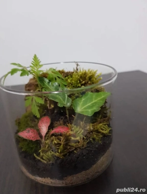 Terariu plante naturale - imagine 3