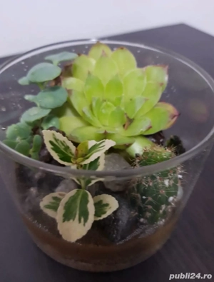 Terariu plante naturale - imagine 5