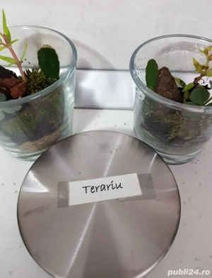 Terariu plante naturale - imagine 2