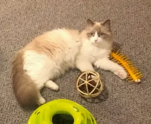 Ragdoll blue bicolor fetiță