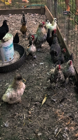 Cocoși de vanzare  - imagine 5 Cocoși de vanzare  - imagine 5