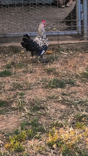 Cocoși de vanzare  - imagine 3 Cocoși de vanzare  - imagine 3