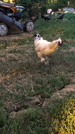 Cocoși de vanzare  - imagine 6 Cocoși de vanzare  - imagine 6