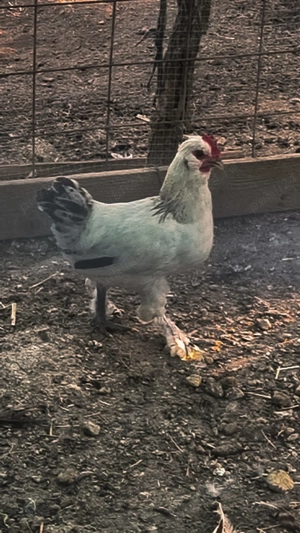 Cocoși de vanzare  - imagine 4 Cocoși de vanzare  - imagine 4