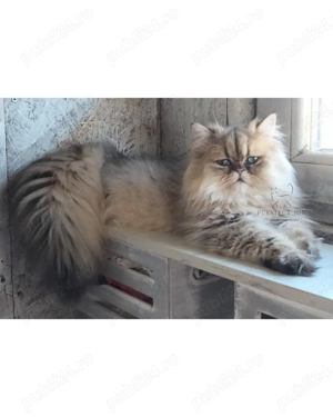 Motănel persan Chinchilla