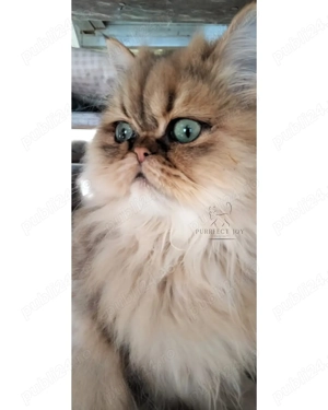 Motănel persan Chinchilla - imagine 2