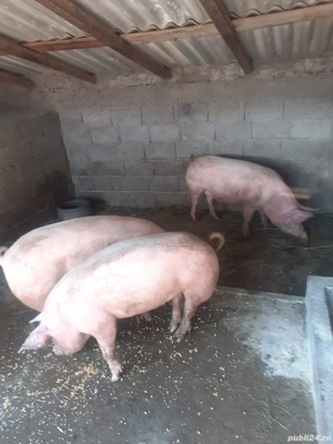 Vand porci - imagine 2