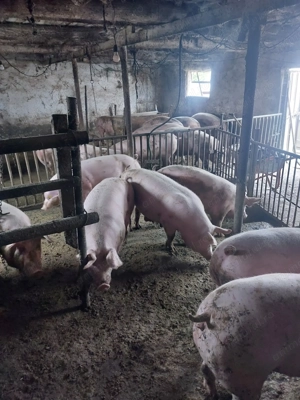 Porci de carne 130 250 kg - imagine 2