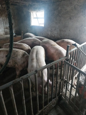 Porci de carne 130 250 kg