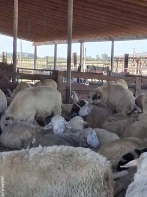 Berbeci ile de France și brezi de vânzare - imagine 5